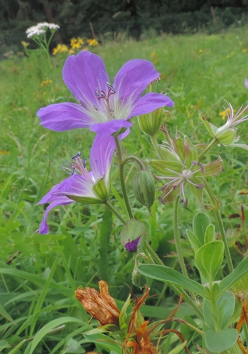 Geranium sylvaticum